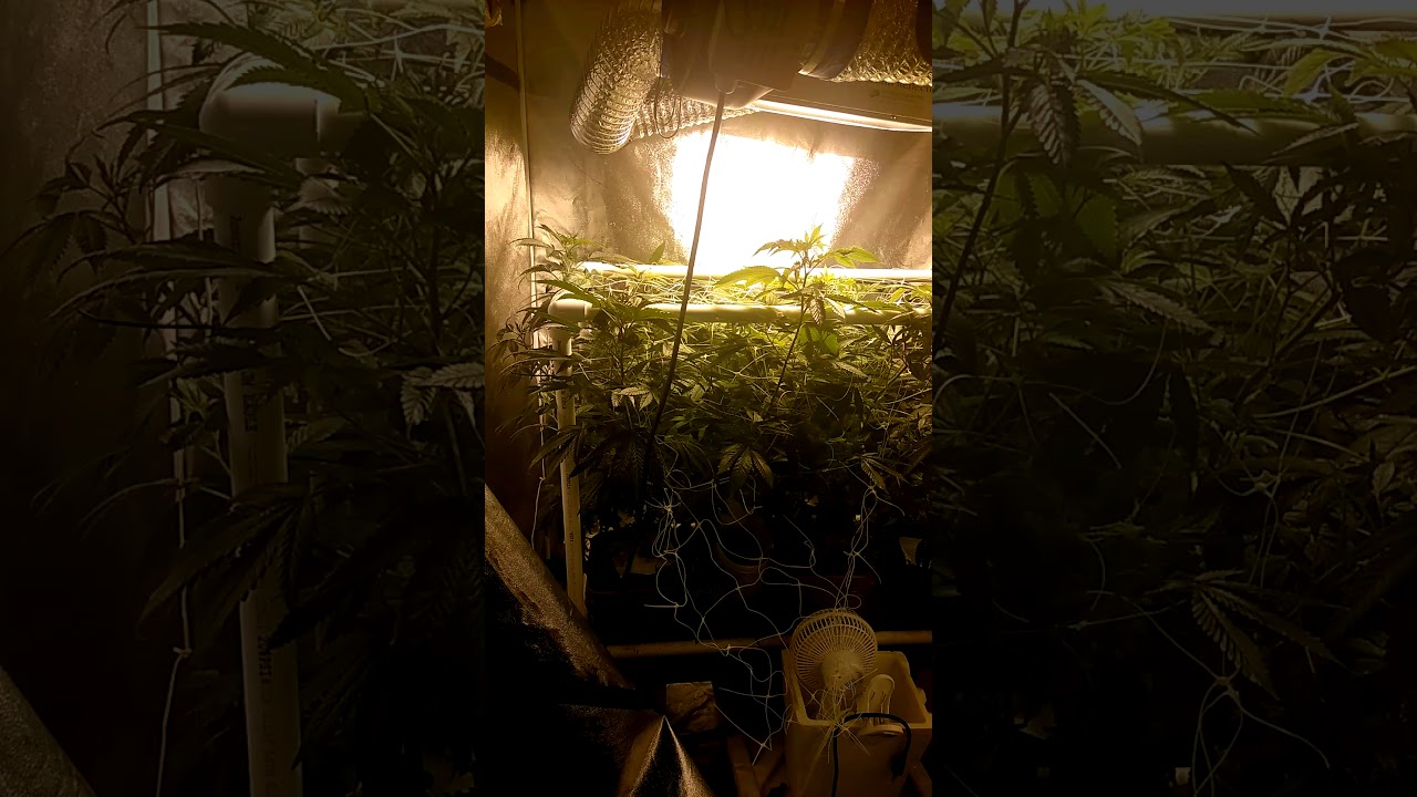 How to grow marijuana from A to Z