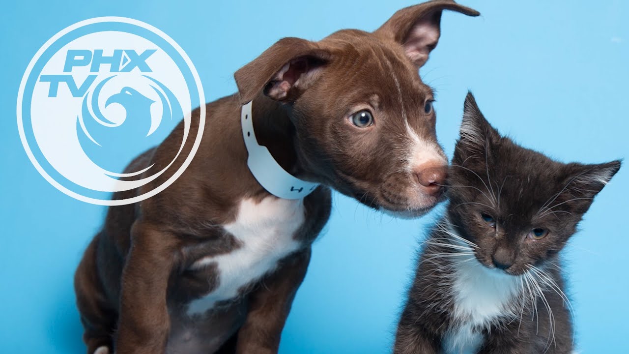 Pet Adoption in a Pandemic - Phoenix Pets