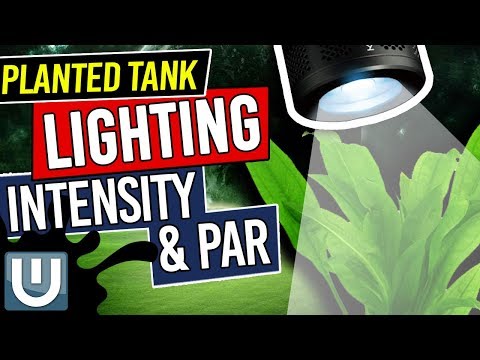 Light Intensity and PAR in Planted Tank Lighting - Planted Aquarium Lighting Guide - Part 2