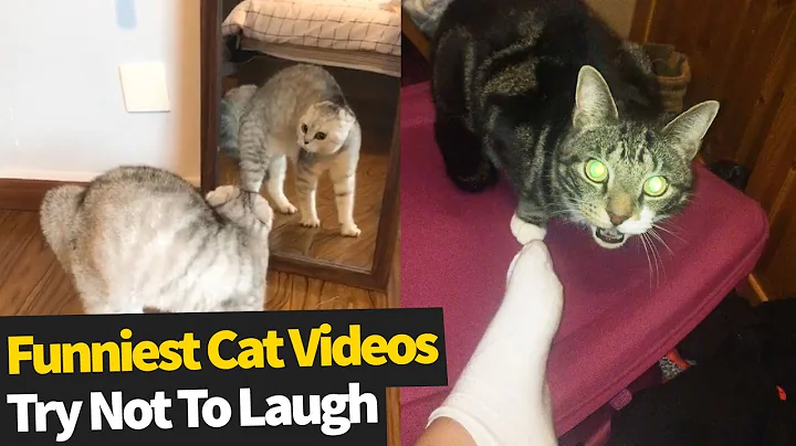 Video 392911: hilarious cat compilation, hilarious cat show, laugh funny cat, amazing feline