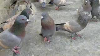 Kabutar(pigeon) sale in 1500/-pc