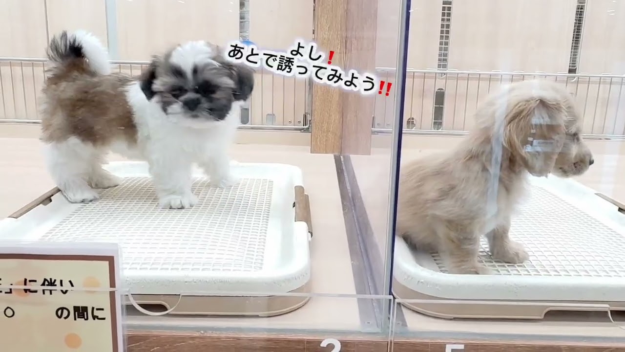 シーズー 】シーズー3頭飼いのスタッフが勧める！癒し系激カワちゃん