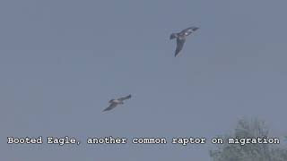Wings over Tarifa