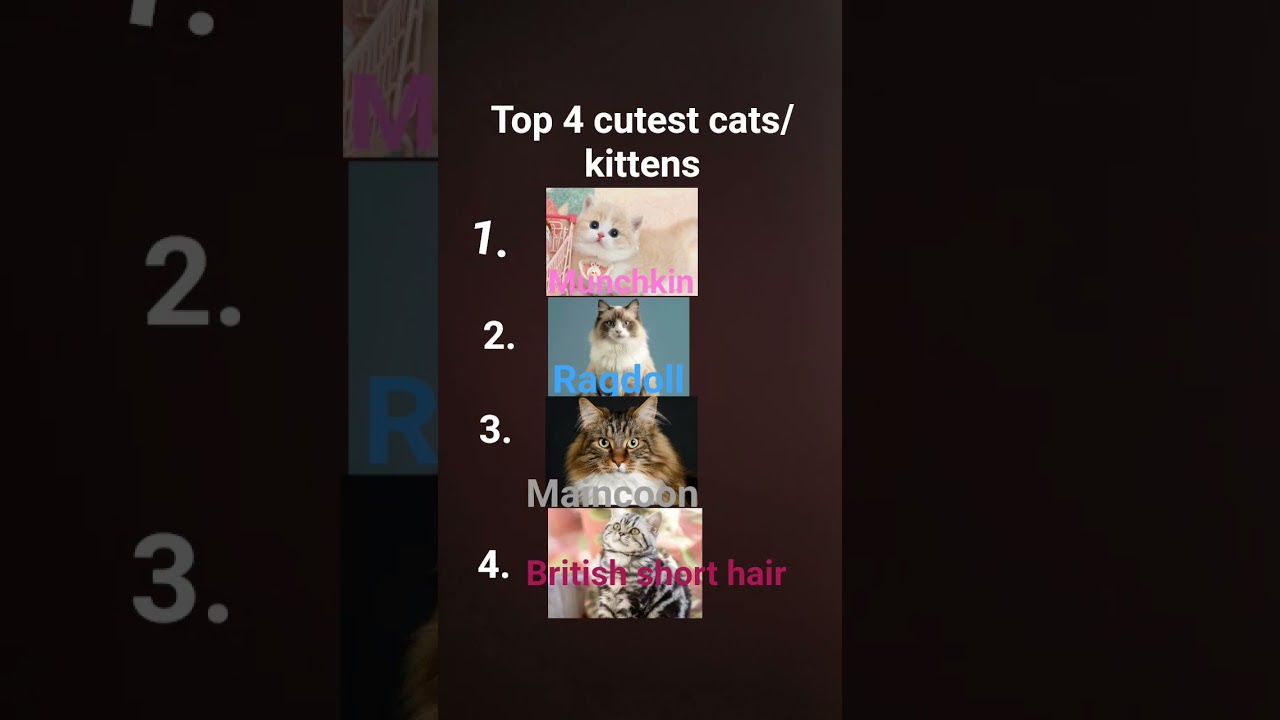 top 4 most cutest cats/kittens pls like and subscribe 