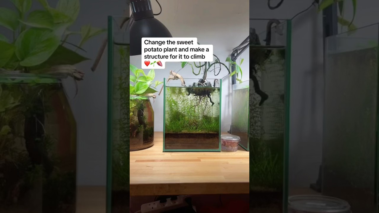 Change sweet potato plant in low-tech aquarium and build a structure for it to climb 