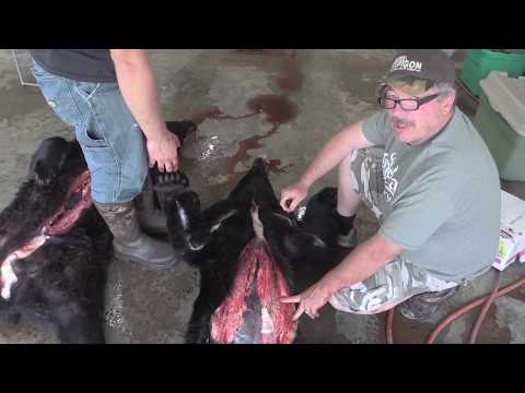 skinning-a-bear-for-a-rug-mount-by-old-barn