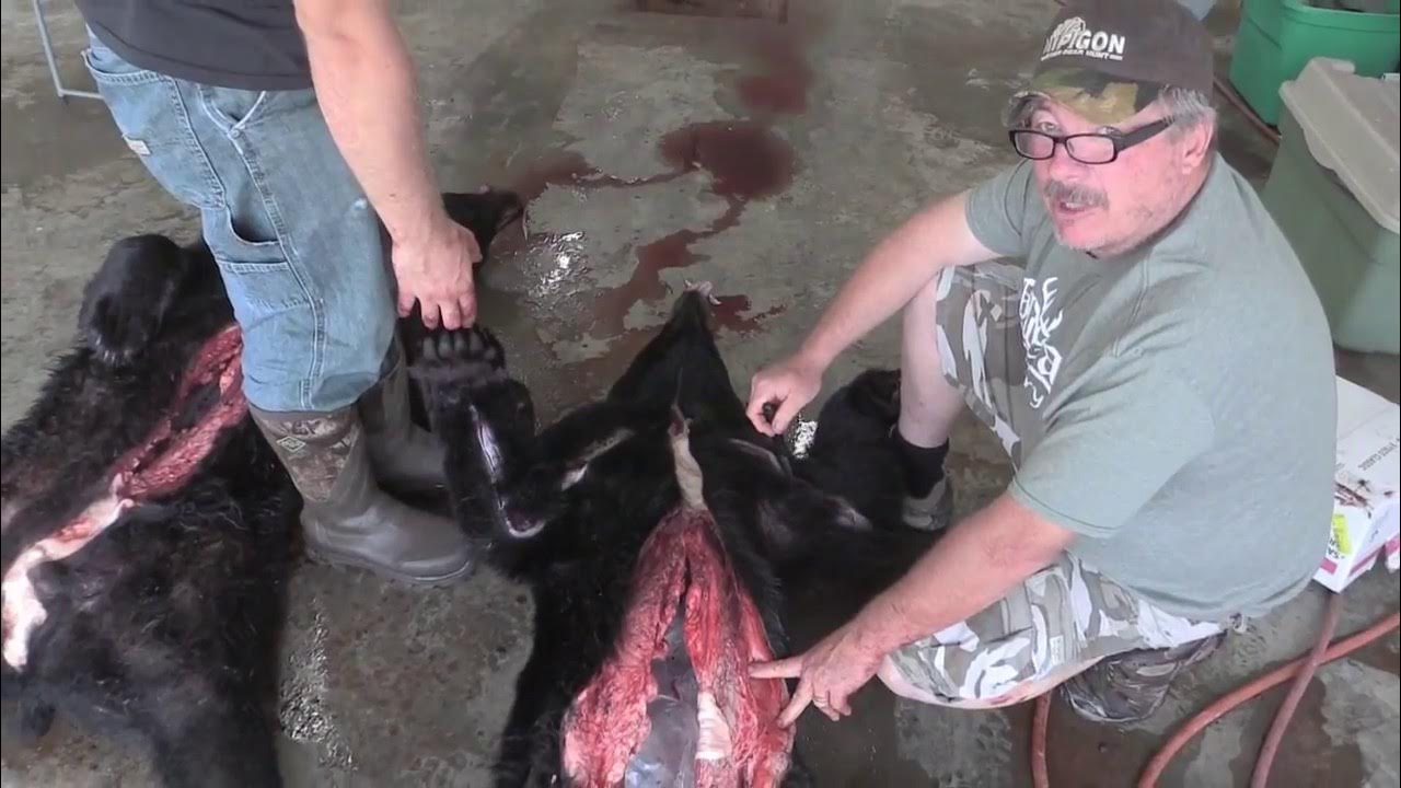 Skinning a Bear for a Rug Mount by Old Barn YouTube