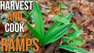 How to harvest and 3 ways to cook ramps