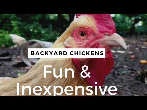 Raising backyard chickens is fun and not expensive: Top 5 reasons why we absolutely love our animals