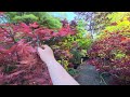 CAN YOU FIND HER FAVORITE JAPANESE MAPLE - AMAZING MAPLES