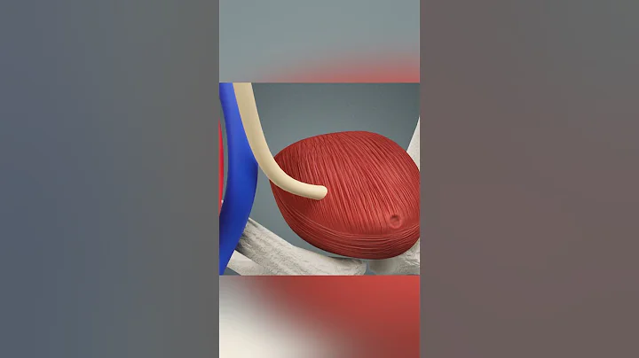 Kidney Transplant Animation - DayDayNews