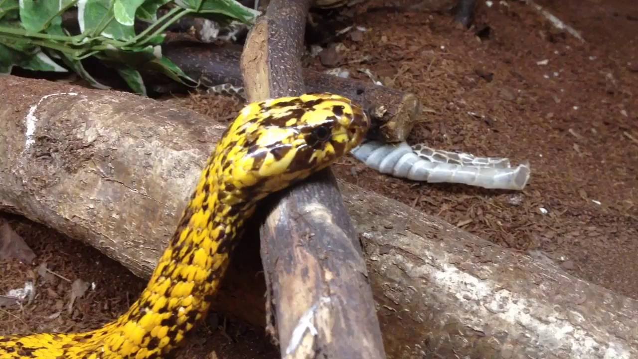 Naja nivea by reptilehouse.ch