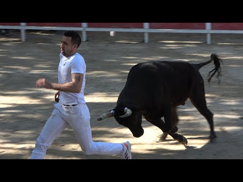 CAISSARGUES 21042024 Trident dor Course Camarguaise Avenir