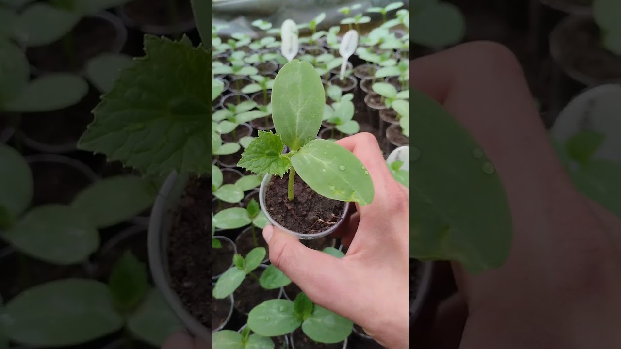 Исправляем вытянувшуюся рассаду огурцов🌱🌱🌱 🥒🥒🥒 #сад #теплица #огород