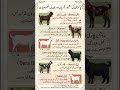 Pakistan Ki Mashhoor Bakriyan Aur Unki Khasusiyat 🐐Beetal, Kamori Aur Nachi Bakri Ki Puri Maloomat