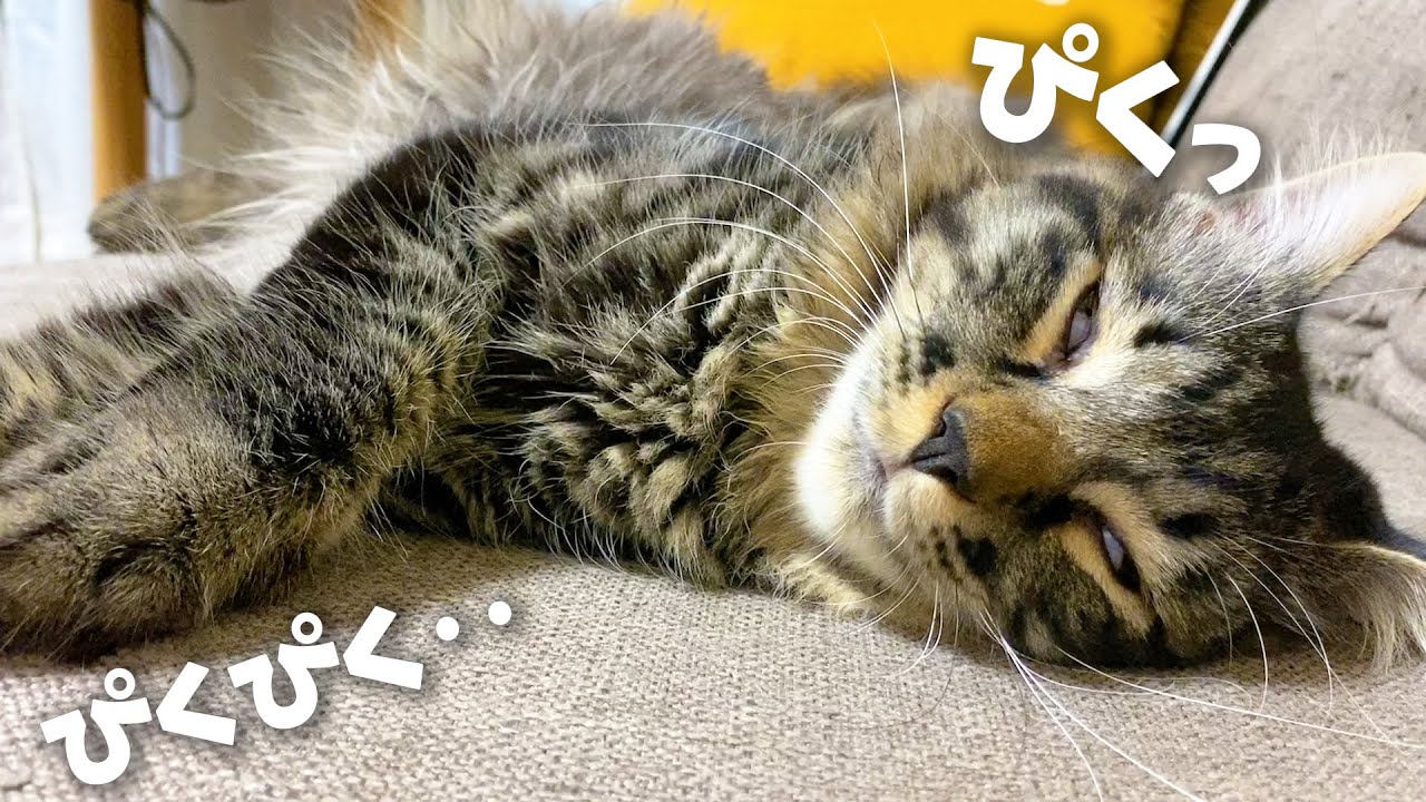 猫 寝 てる 時 ピクピク