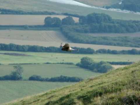 Kestrels and Sparrowhawks walking pez
