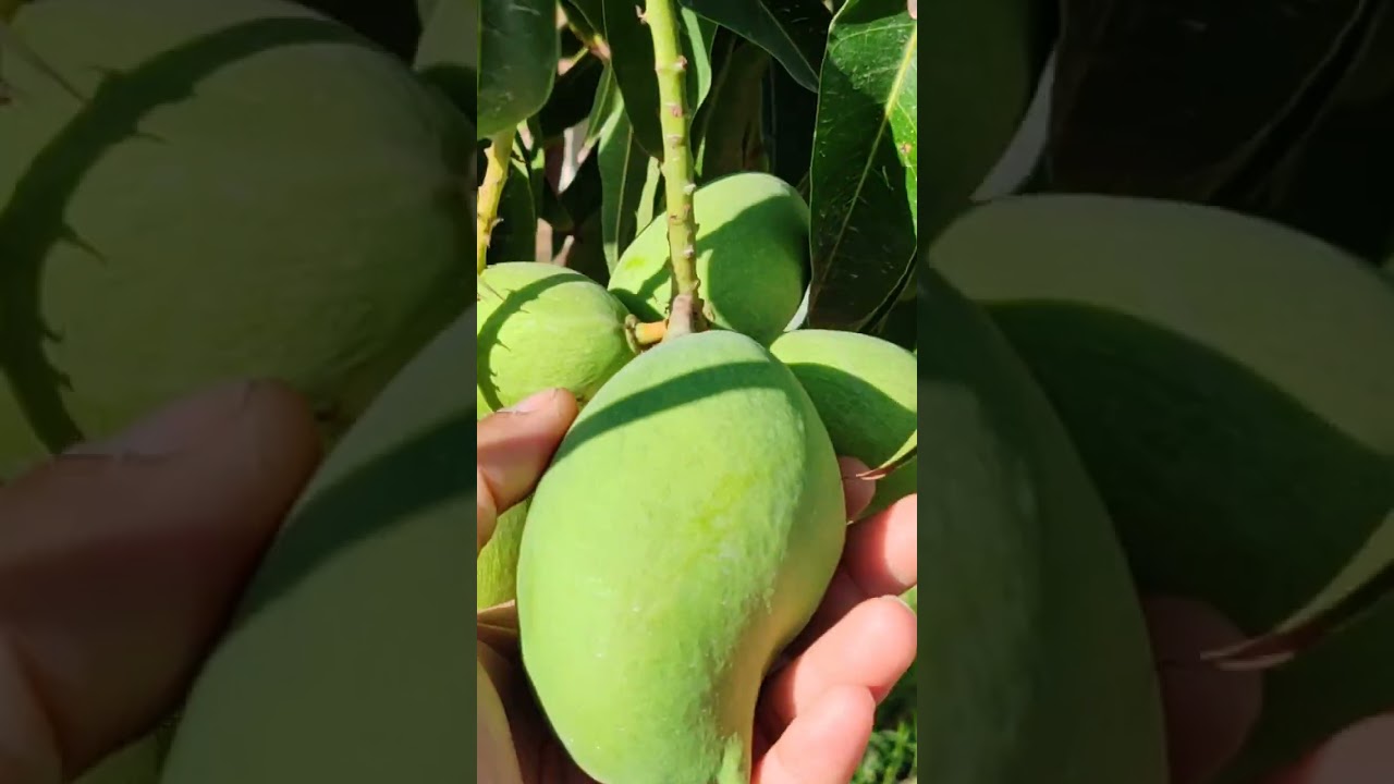 مانجو متعدد المواسم