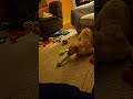Zoom!!! #goldenretriever