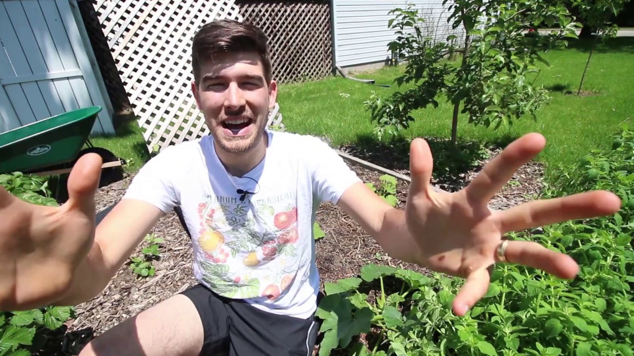 troubleshooting trailer lights Troubleshooting: Squash Plant Only Producing Male Flowers! Why & What Can You Do?