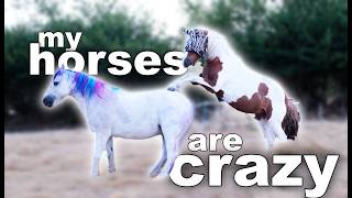My horses are insane