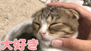 飼い主の手が大好きな子猫【スコティッシュフォールド】