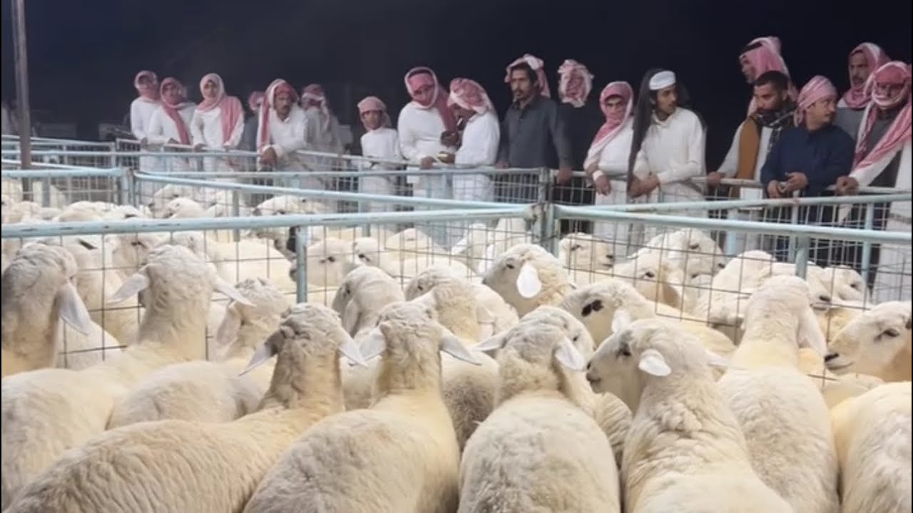 تغطيه سوق حراضه الرسمي شرق الطايف الخميس بعد صلاه التروايح ١٤٤٧/٩/٩هـ