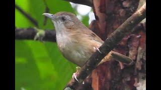 Download Lagu Abbott's Babbler | Brown Color | Short Tailed Stout Bird | Give Distinctive Call MP3