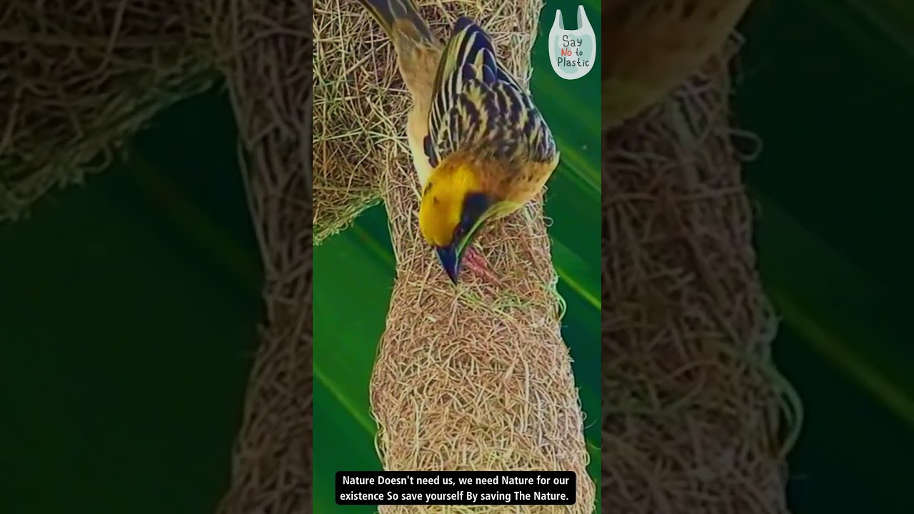 Weaver's Craftsmanship in the Wild🌿🕊️ 