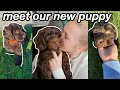 BRINGING HOME OUR PUPPY FOR THE FIRST TIME! | meet our new labradoodle puppy :)