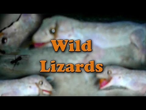 what-do-wild-lizards-eat-|-lizard-attack-|-dangerous-lizards-|-irfan-haidar-|-my-camera-world-|-vlog