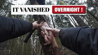 Leaving PORK FAT in the Woods for BIRDS? Trail Cam Reveals a Surprise!
