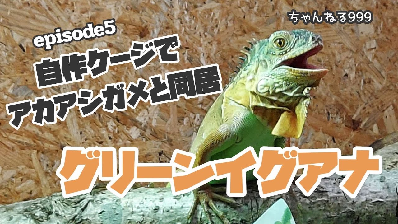 episode5】グリーンイグアナをアカアシガメ飼育の自作ケージにお迎え