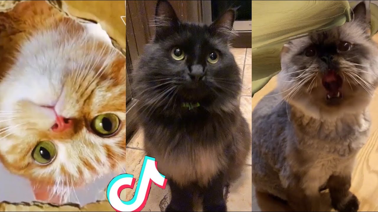 BEST CAT TIKTOKS!! 32 YouTube