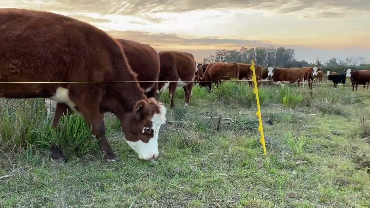 ¿De GANADRIA EXTENSIVO a Pastoreo Racional SIN ESCALAS?