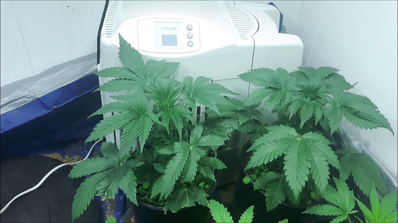 Double Stuffed, Alien Rift, Malawi