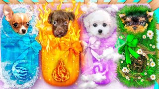 We Adopted Fire, Water, Air and Earth Dog! Chasing Magic Elements Pets screenshot 3