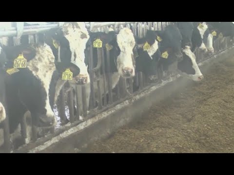 over-1,000-cows-die-in-washington-winter-storm
