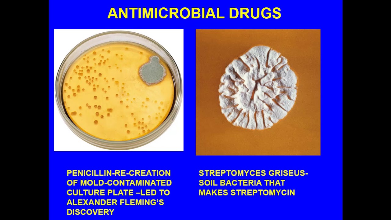 medical microbiology antimicrobial drugs ch15 YouTube