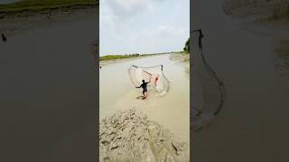Amazing cast net fishing in the sundarbons river #amazing #fishing #villagelife