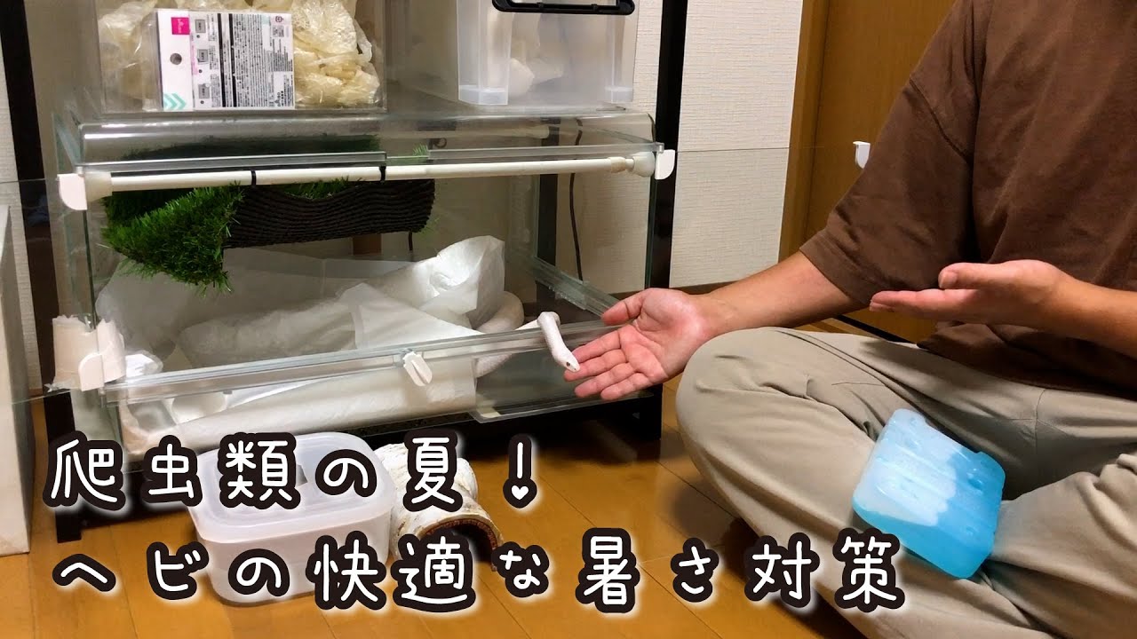 【ヘビの暑さ対策】我が家の快適な夏の過ごし方！これからお迎えする方必見