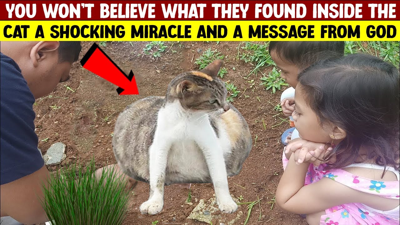 You Won’t Believe What Was Found Inside This Cat… A Miracle From God