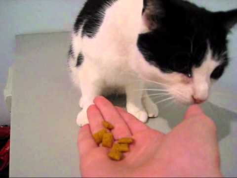 Can Cats Eat Minnows? Vet-Reviewed Facts & FAQ - Catster