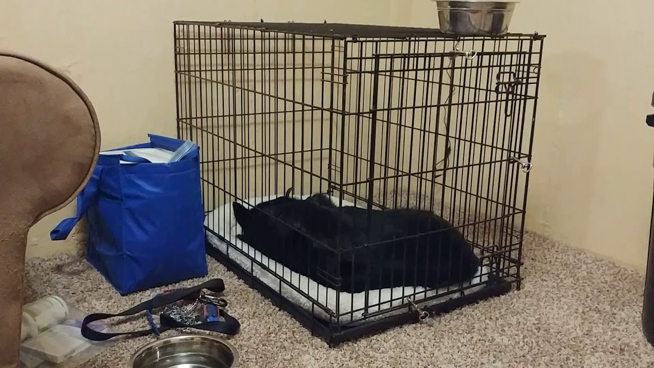 Helping a dog work through anxiety with a remote collar YouTube