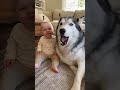Baby Copies Husky Howl and Itâ€™s Adorable#viral #shortvideo #funny