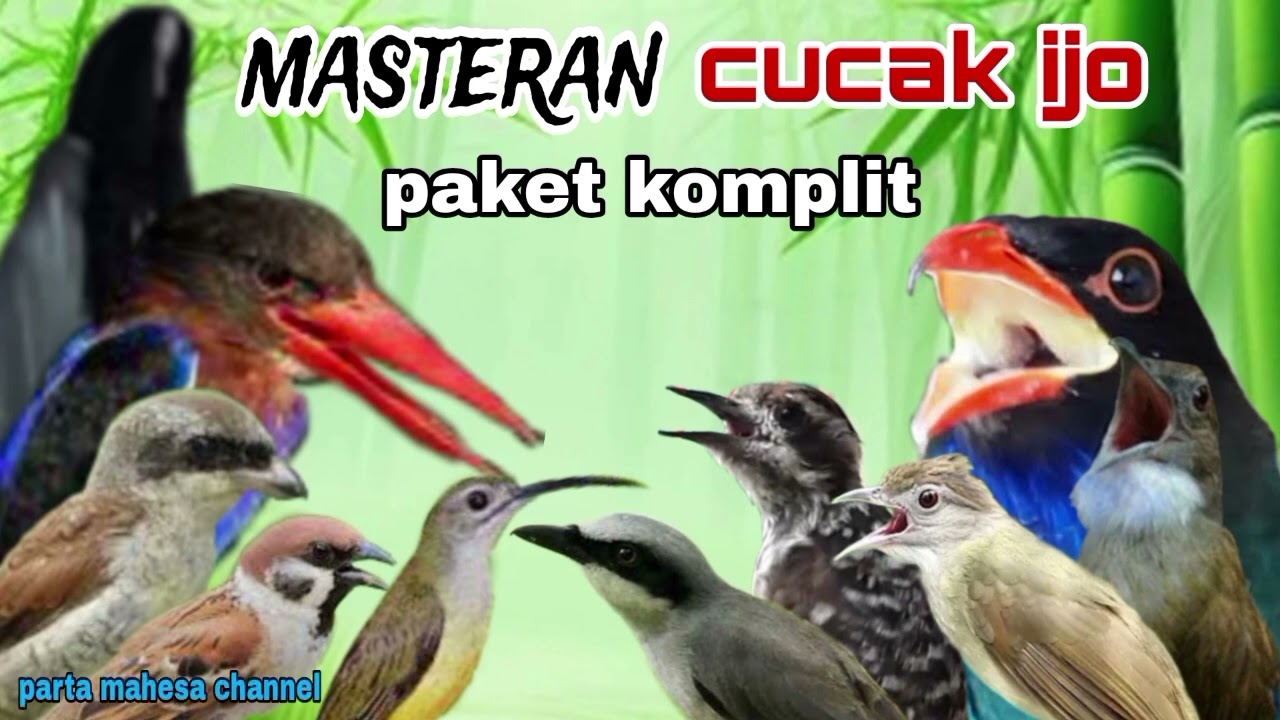 SEMUA ADA DISINI‼️Kompilasi Masteran Terlengkap Untuk Burung Cucak ijo, Cendet, Murai batu