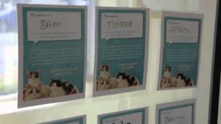 PAWS Chicago Adoption Center Tour