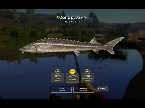 Русская рыбалка 4, Сура - ОСЁТР, НАЛИМ (трофей) и прочий прилов 5.01.2023г.