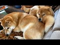 【新登場】キツネとタヌキの詰め合わせセット