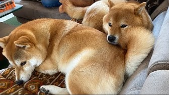 ぐねぐねきゅうちゃん Youtube ぐねぐねきゅうちゃん Youtube